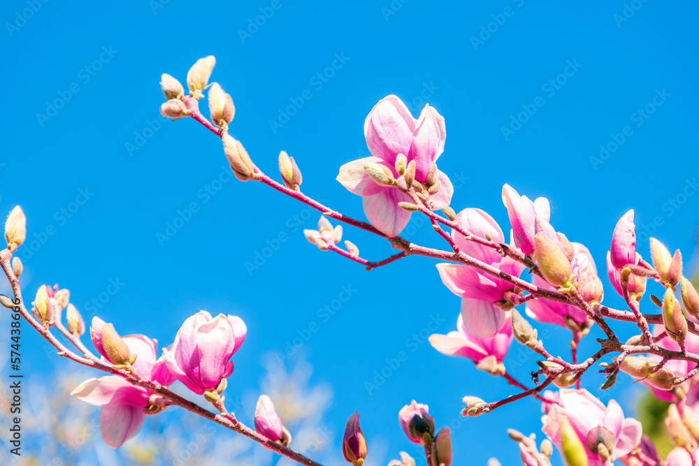 Magnolia tree branch with pink flowers in sunny day. Beautiful spring background