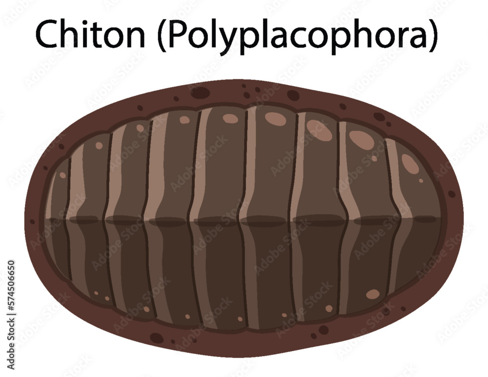 Chiton isolated rocky shore animal