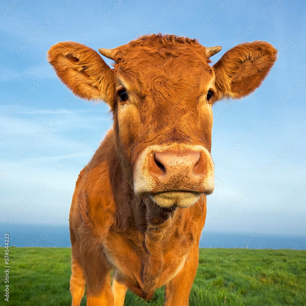 Portrait of beautiful brown cow