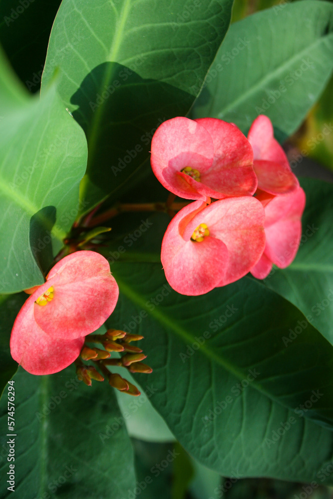  Pink Poi Sian flower blooming in the garden