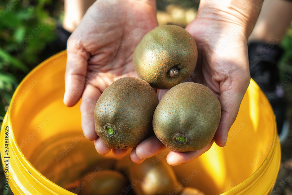 Fresh kiwi fruit on tree growing. Kiwifruit Actinidia