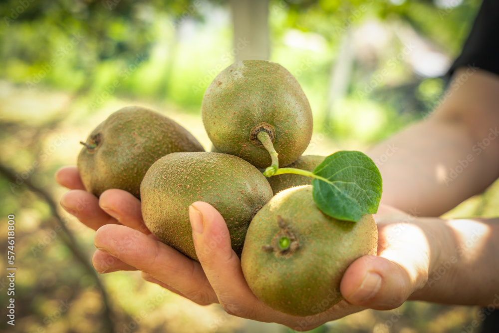 Fresh kiwi fruit on tree growing. Kiwifruit Actinidia