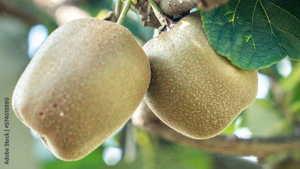 Fresh kiwi fruit on tree growing. Kiwifruit Actinidia