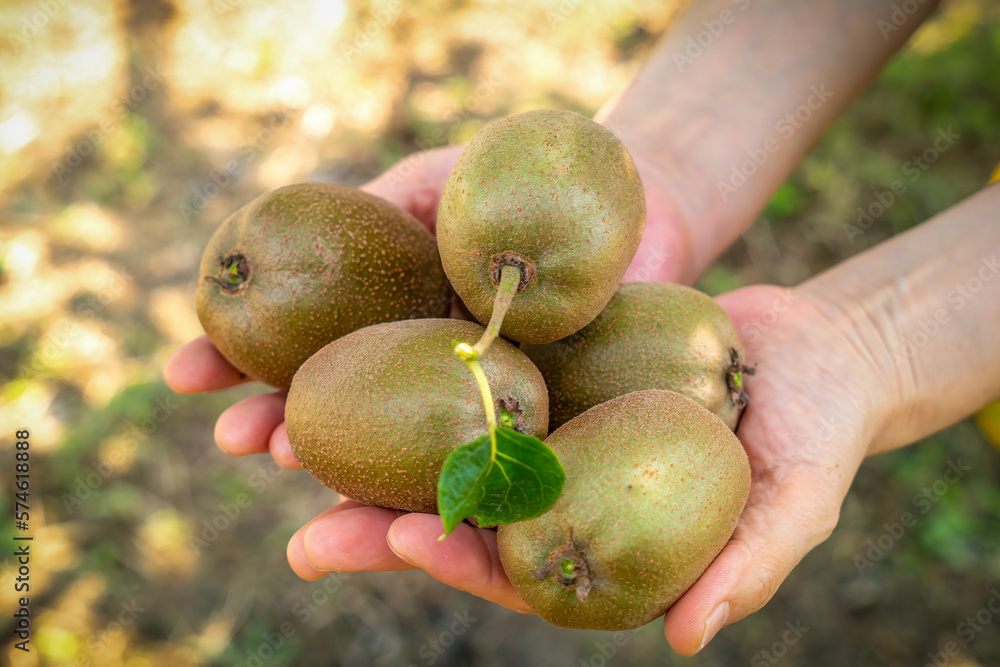 Fresh kiwi fruit on tree growing. Kiwifruit Actinidia