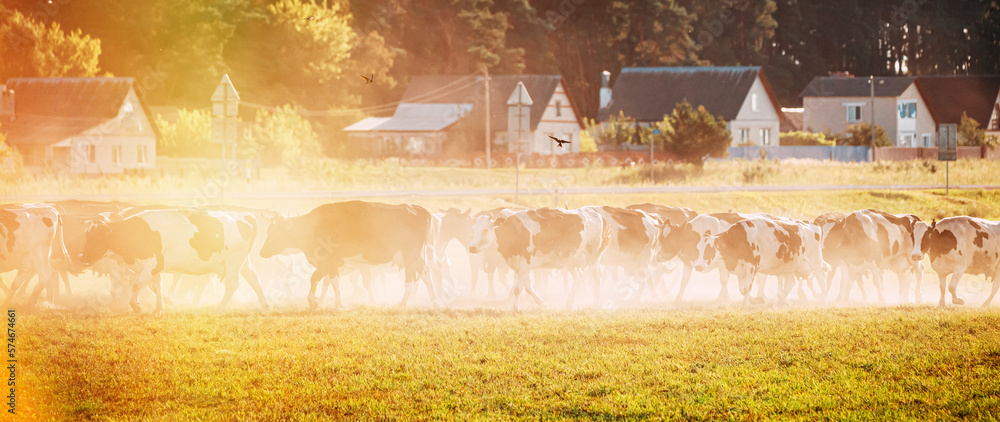 Sun Shining With Sun Rays Above Herd Of Cows Crossing In Rural Meadow Countryside In Dusty Road. Cat