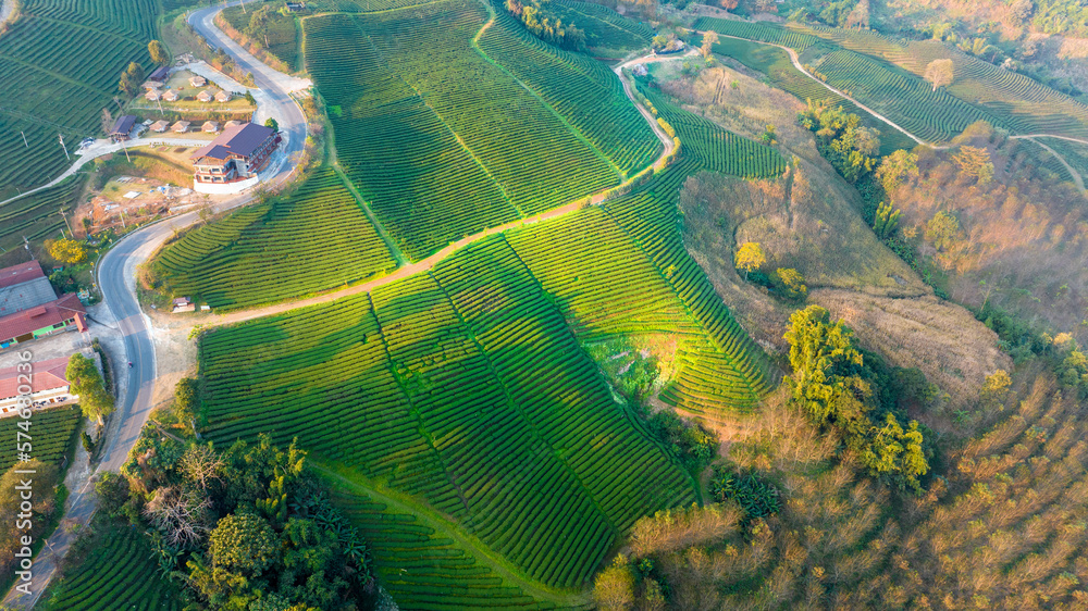 Plantation ecological tea garden.  Green tea mountain. tea plantation background. Beautiful Tea fiel