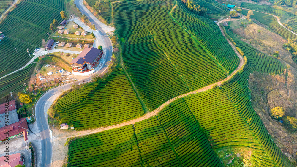 Plantation ecological tea garden.  Green tea mountain. tea plantation background. Beautiful Tea fiel