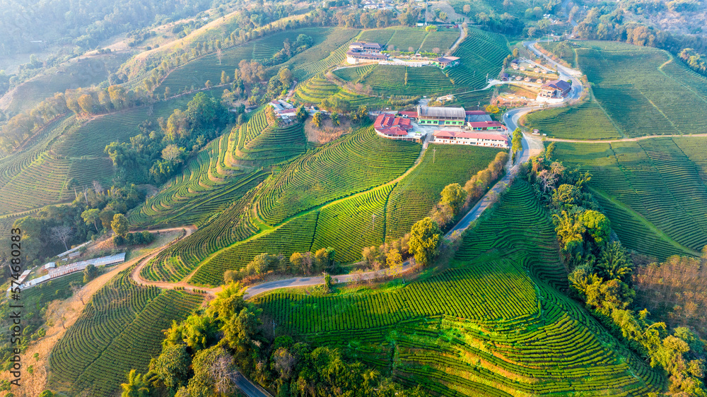 Plantation ecological tea garden.  Green tea mountain. tea plantation background. Beautiful Tea fiel