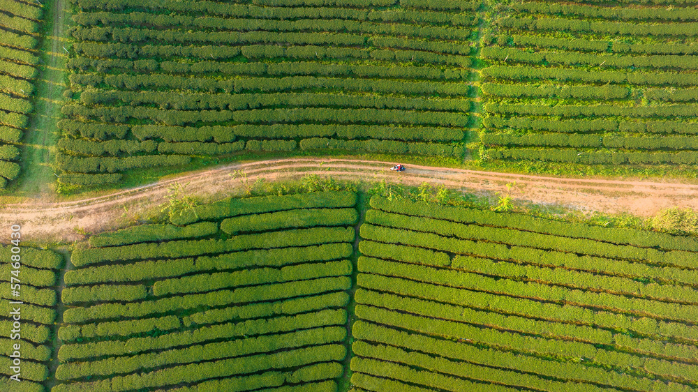 Plantation ecological tea garden.  Green tea mountain. tea plantation background. Beautiful Tea fiel