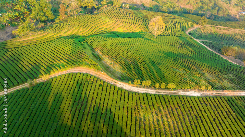 Plantation ecological tea garden.  Green tea mountain. tea plantation background. Beautiful Tea fiel