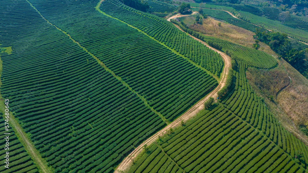 Plantation ecological tea garden.  Green tea mountain. tea plantation background. Beautiful Tea fiel