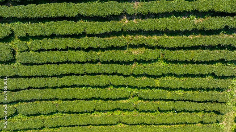 Plantation ecological tea garden.  Green tea mountain. tea plantation background. Beautiful Tea fiel