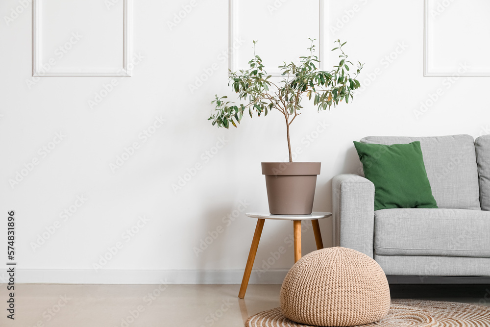 Interior of light living room with grey sofa, houseplant and pouf