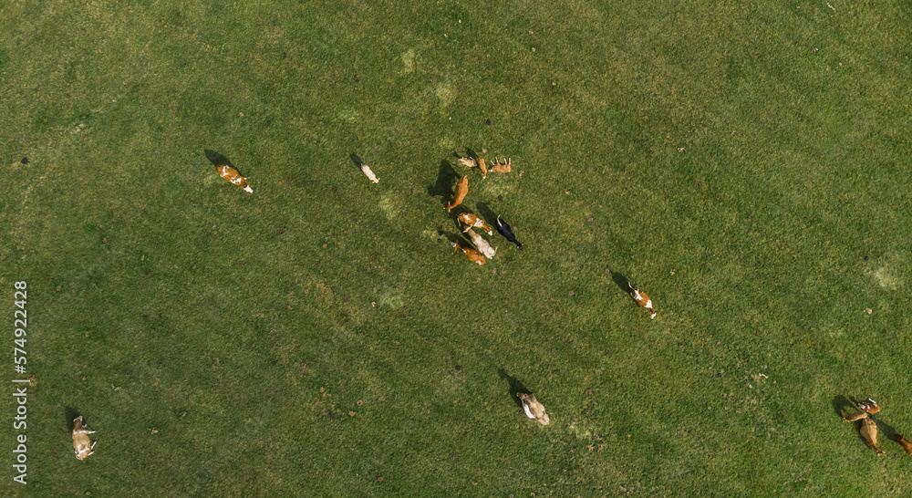 Aerial view of cow pasture in Austria.