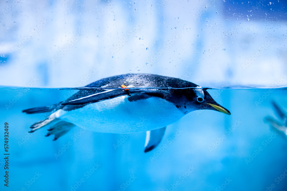 Underwater wildlife at aquarium in Dubai with penguin close up.