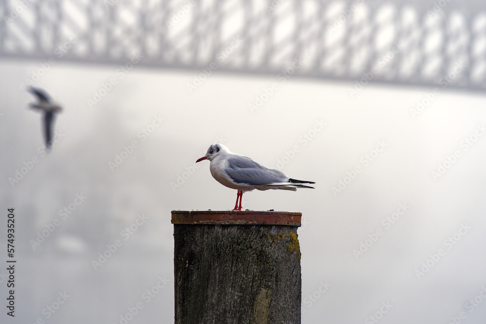 Seagull standing on wooden pole at riverbank of Rhine River at City of Schaffhausen on a gray winter