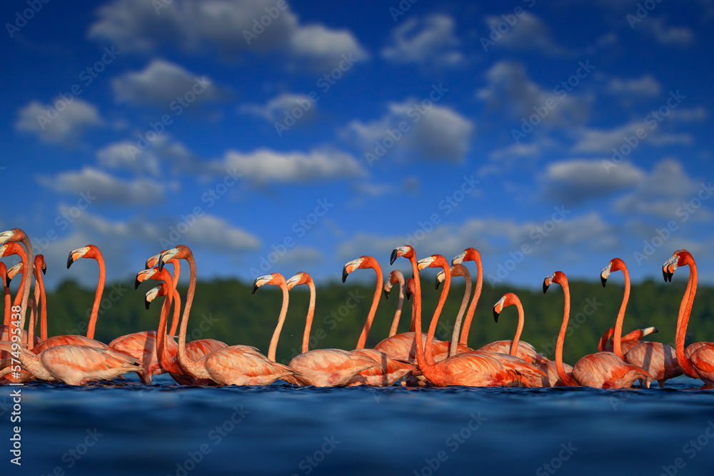 Flock of bird in the river sea water, with dark blue sky with clouds. Flamingos, Mexico wildlife. Am