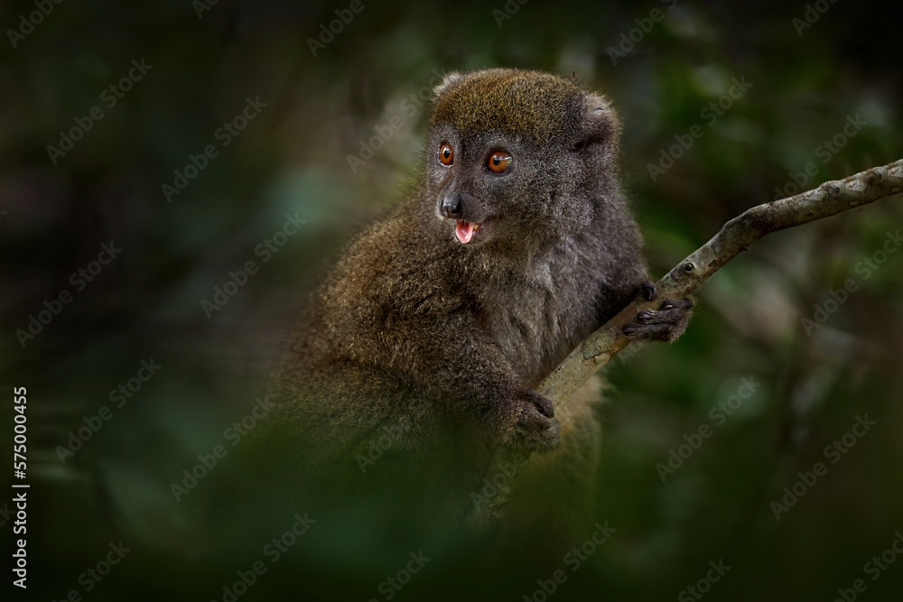 Eastern lesser bamboo lemur, Hapalemur griseus. grey monkey in the nature habitat. Andasibe Mantadia