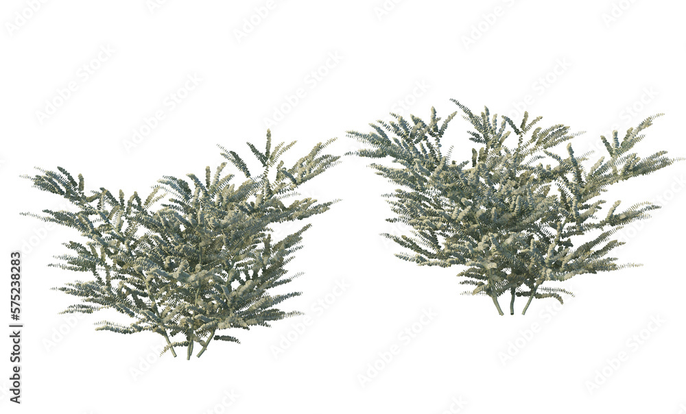 A variety of trees and plants on a transparent background