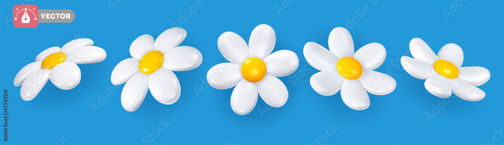 Set of daisy with white petals and yellow centre. Volumetric chamomile flowers, view from different 