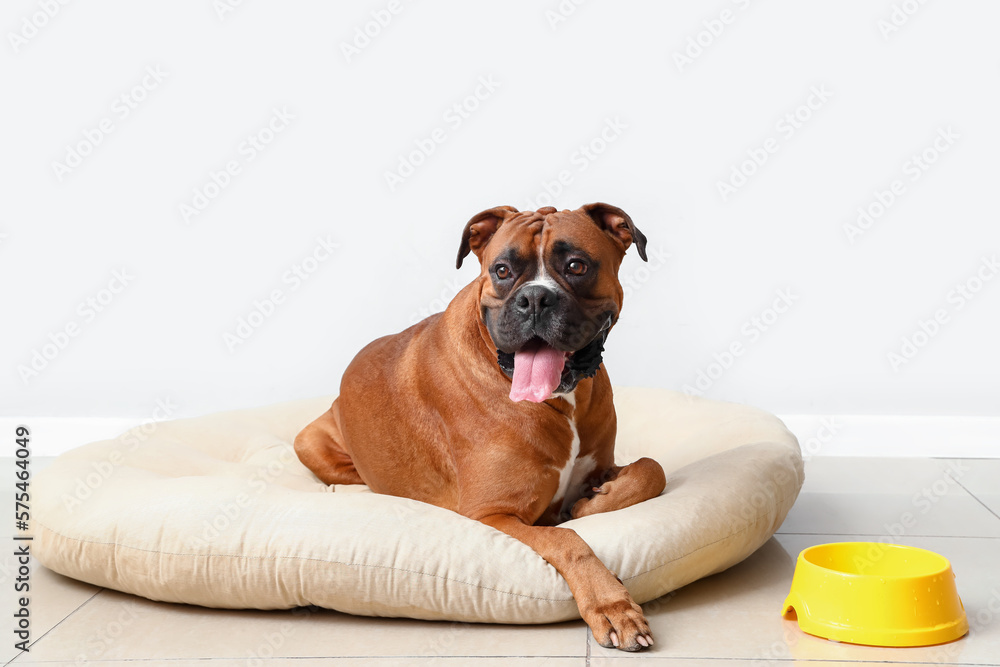 Boxer dog with bowl lying in pet bed near light wall