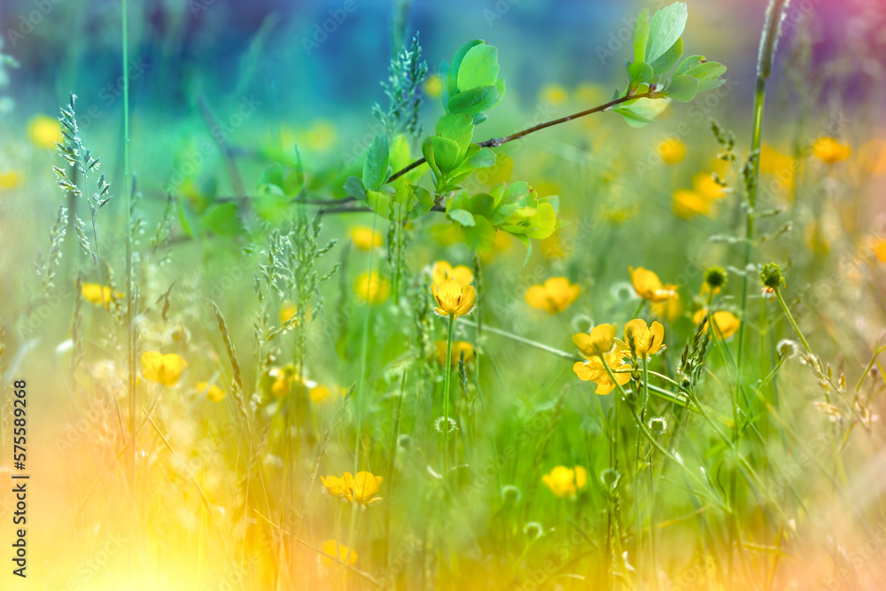 Spring meadow with yellow flowers and green grass, soft focus and selective focus on buttercup