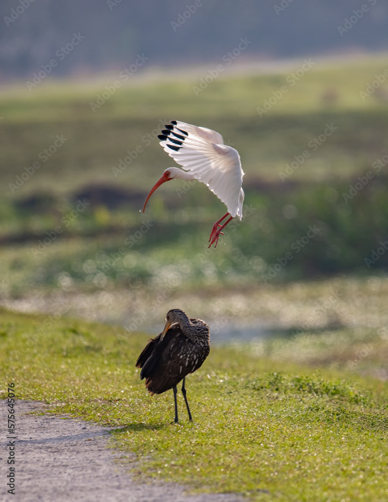 grey crowned crane