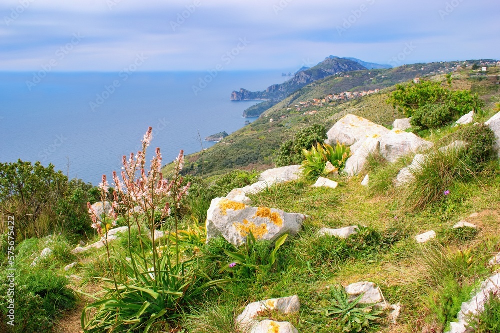 Sorrento peninsula, Italy  - bloooming flowers within springtime