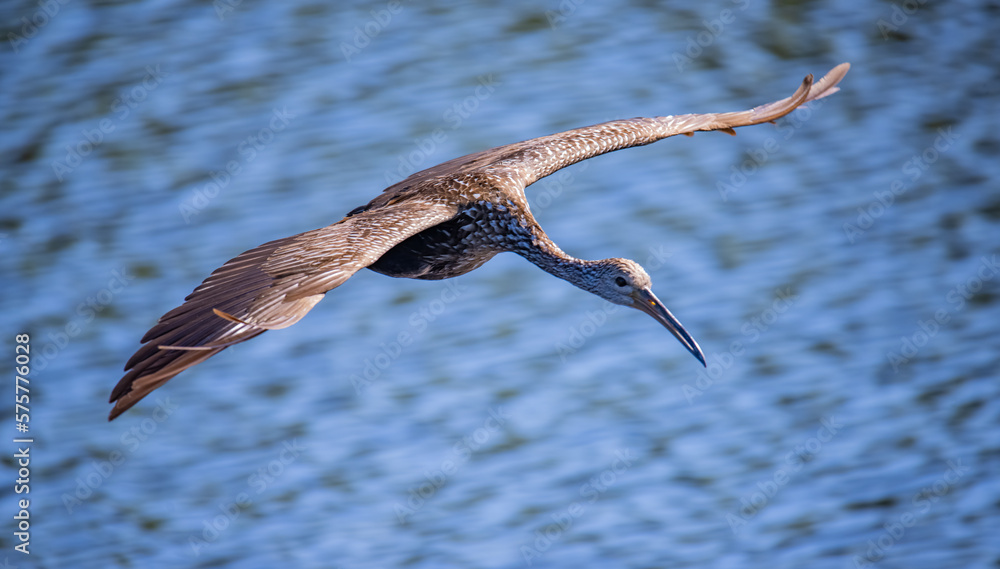 bird in flight