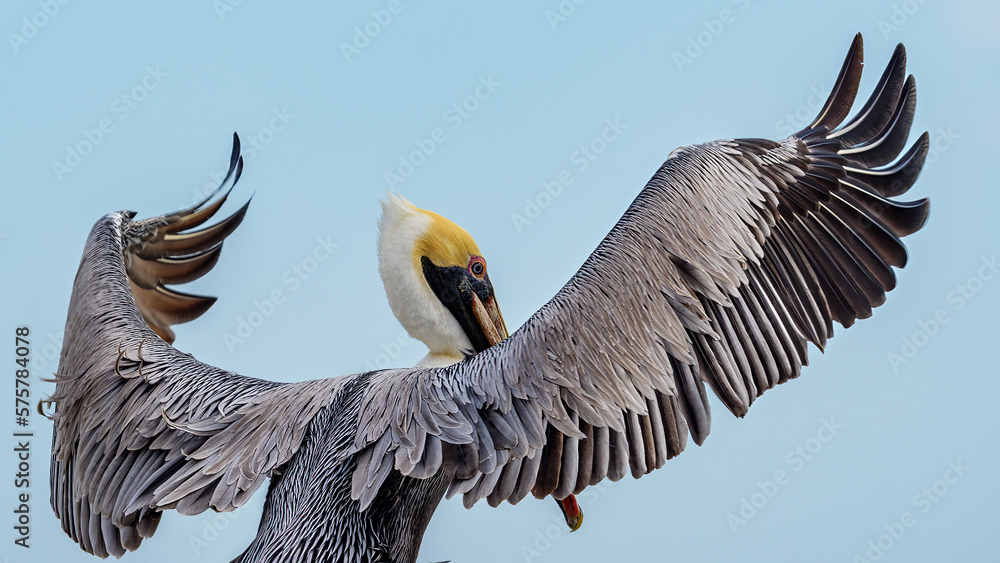 brown pelican with its wings stretched out to fly