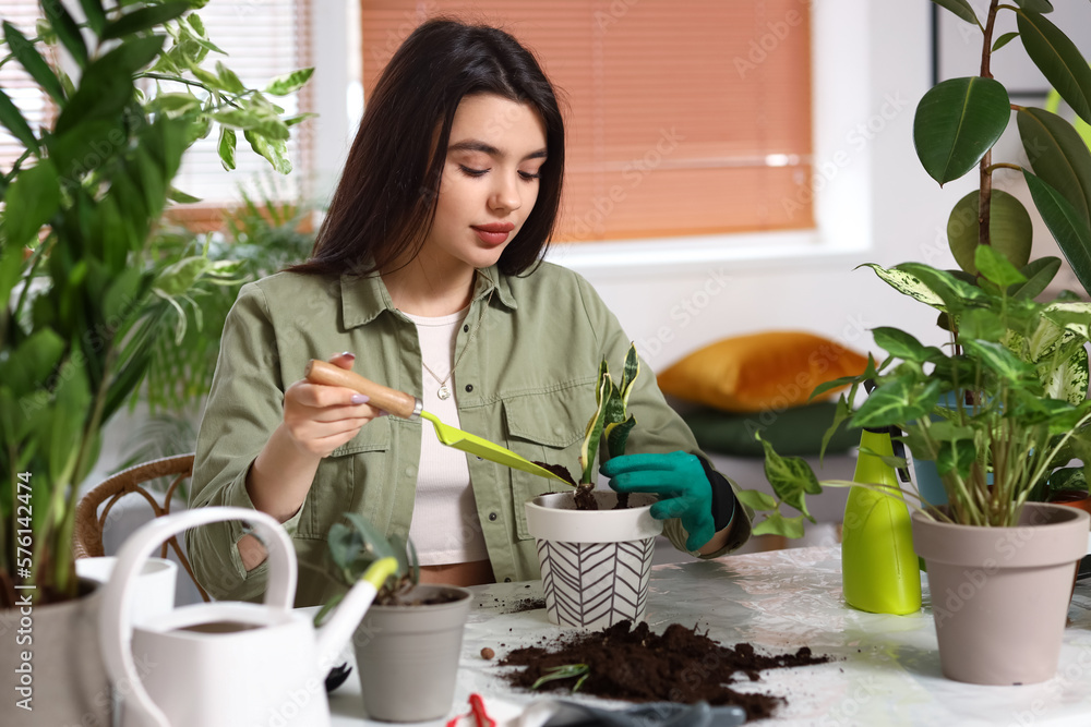 Young woman transplanting green houseplant at home