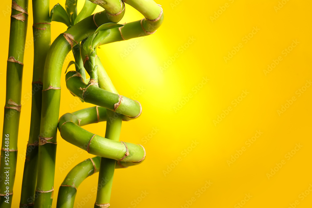 Bamboo branches on yellow background