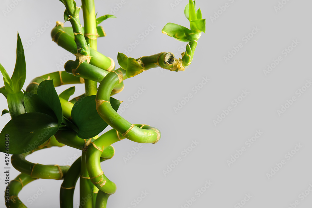 Bamboo branches on light background