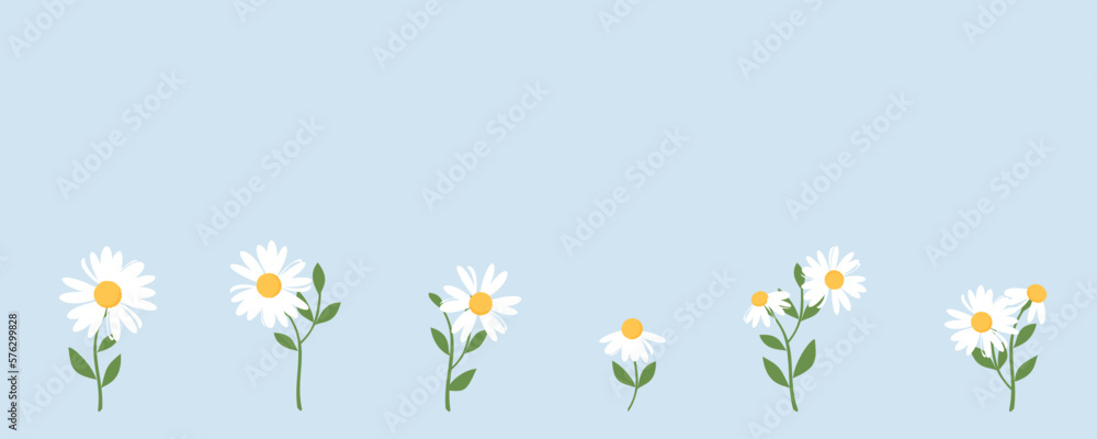 Set of daisy flower with green leaves on blue background vector illustration.