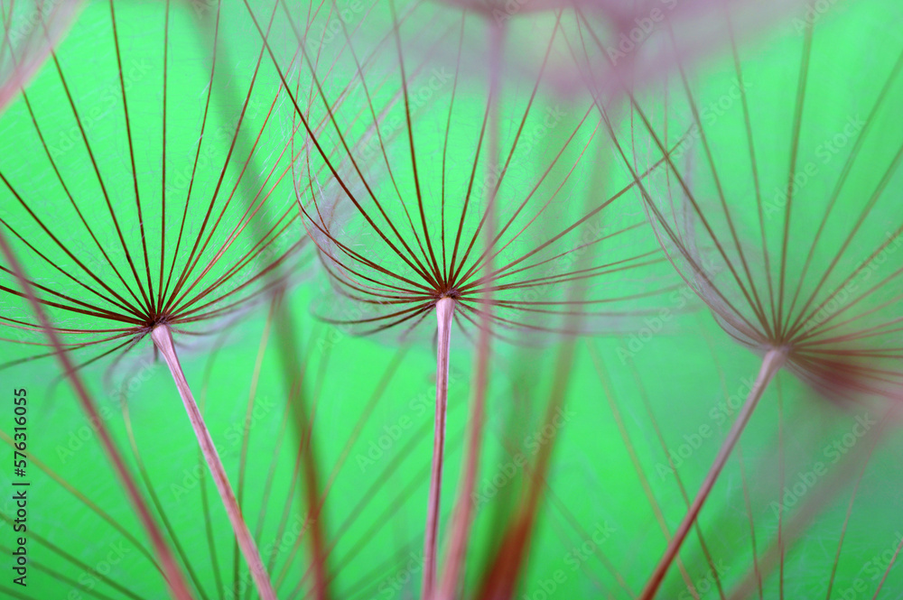 Dandelion flower background closeup