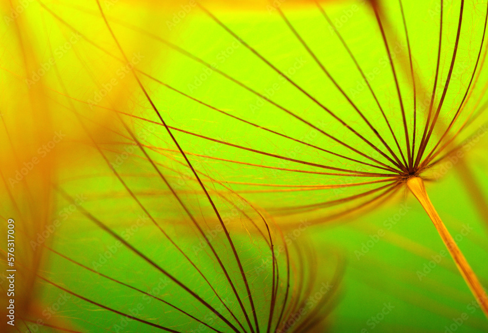 Dandelion flower background closeup