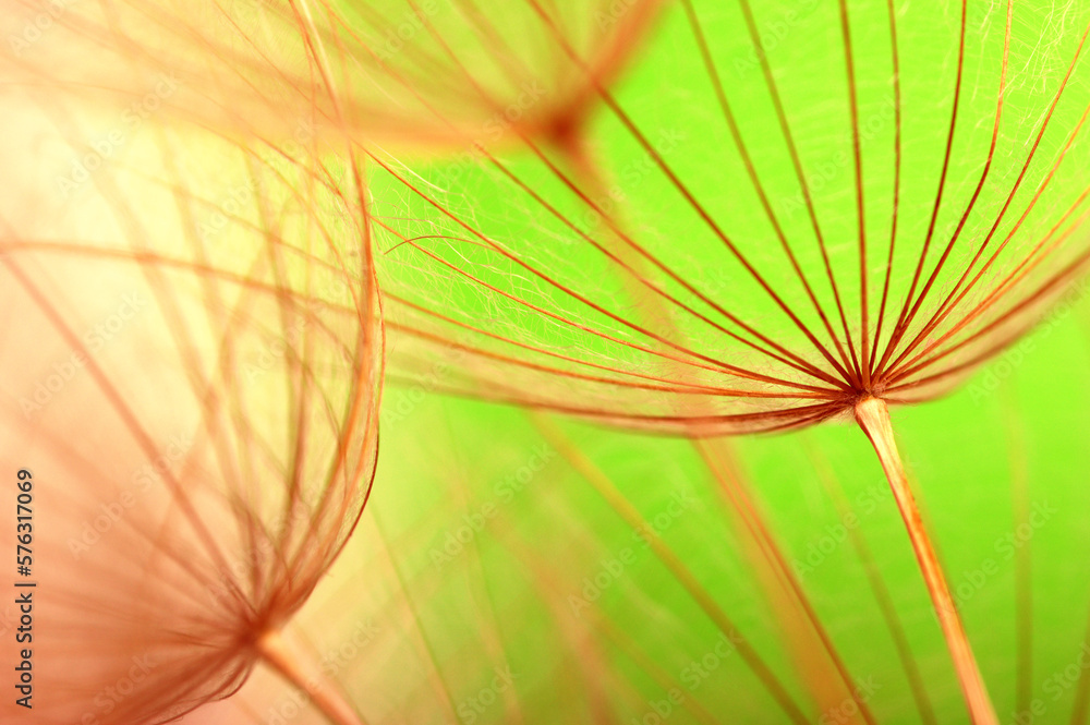 Dandelion flower background closeup