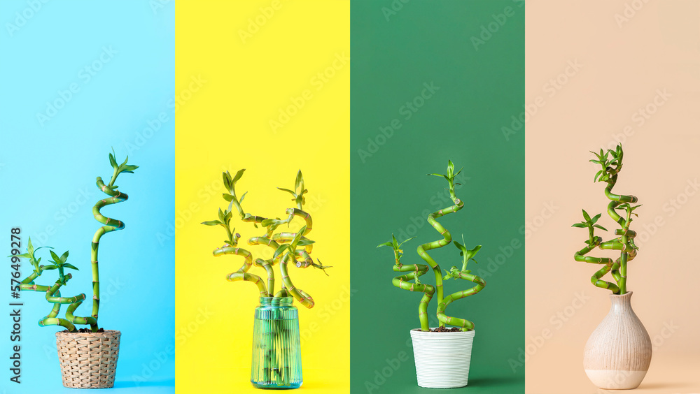 Collage of green bamboo branches on color background