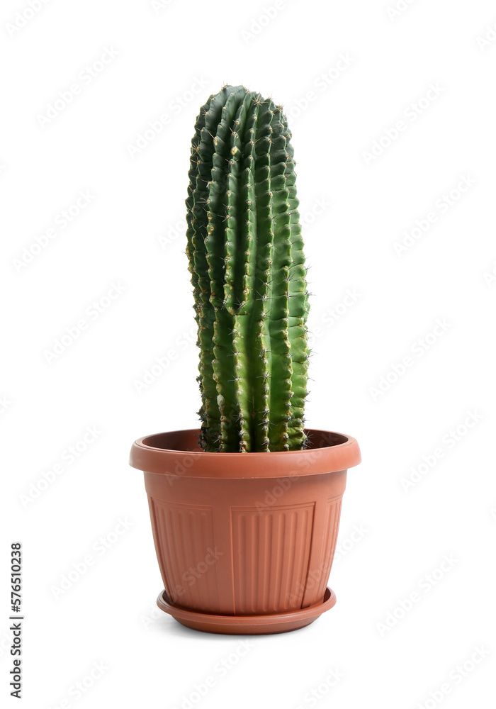 Pot with green cactus on white background