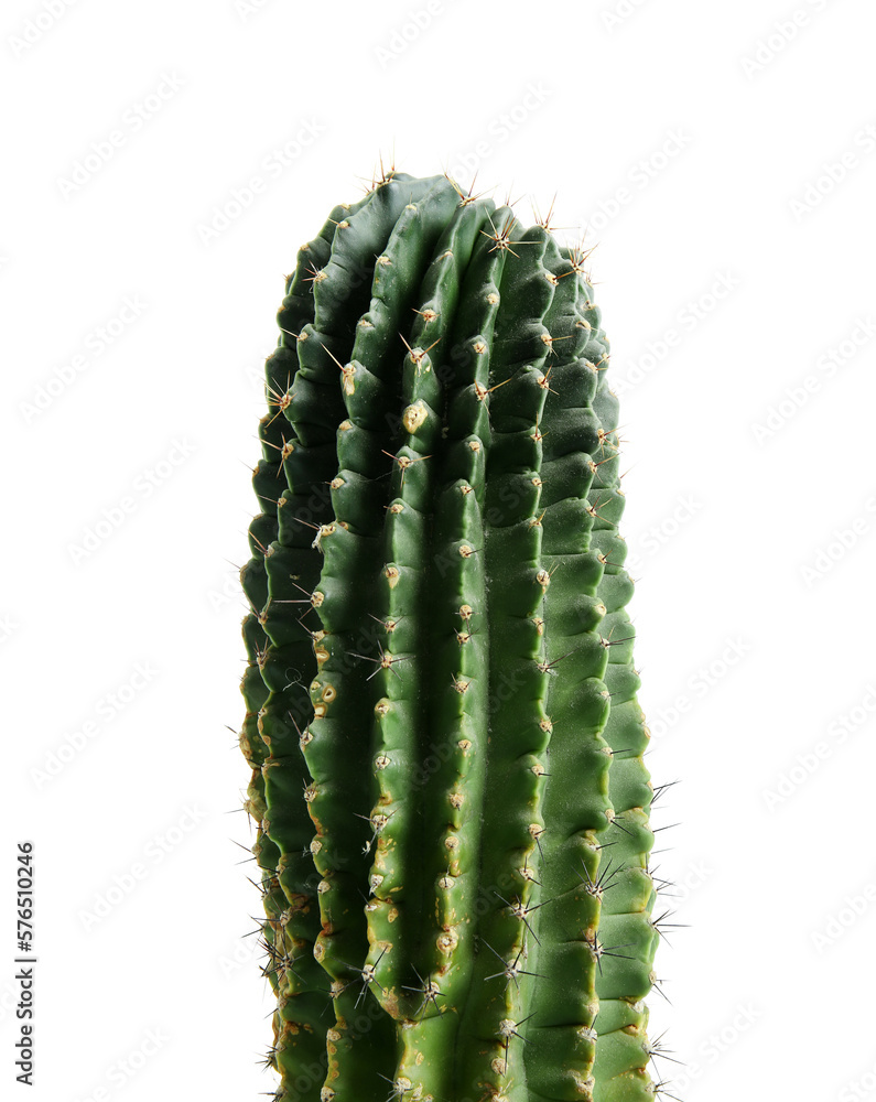 Green cactus on white background, closeup