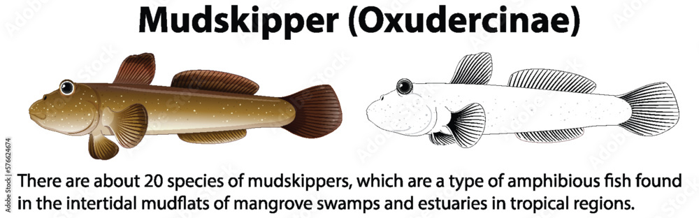 Mudskipper Movement Vector Concept