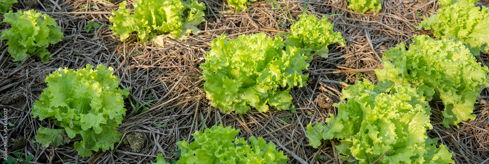 Vegetables Organic farm for background ,Organic fresh harvested vegetables; Field of cultivation far