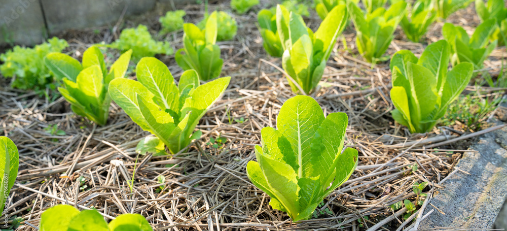 Vegetables Organic farm for background ,Organic fresh harvested vegetables; Field of cultivation far