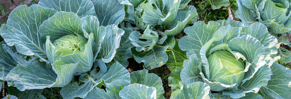 Vegetables Organic farm for background ,Organic fresh harvested vegetables; Field of cultivation far