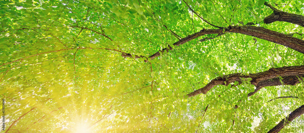 Giant linden trees branches with fresh young foliage.