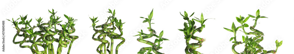 Set of green bamboo branches isolated on white