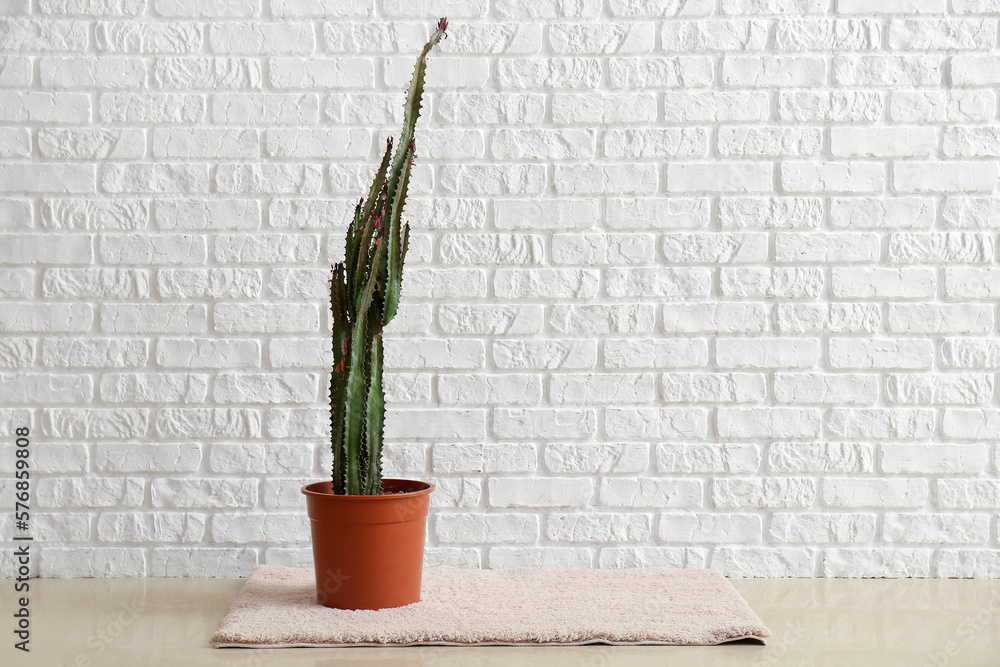 Pot with big cactus on rug near white brick wall