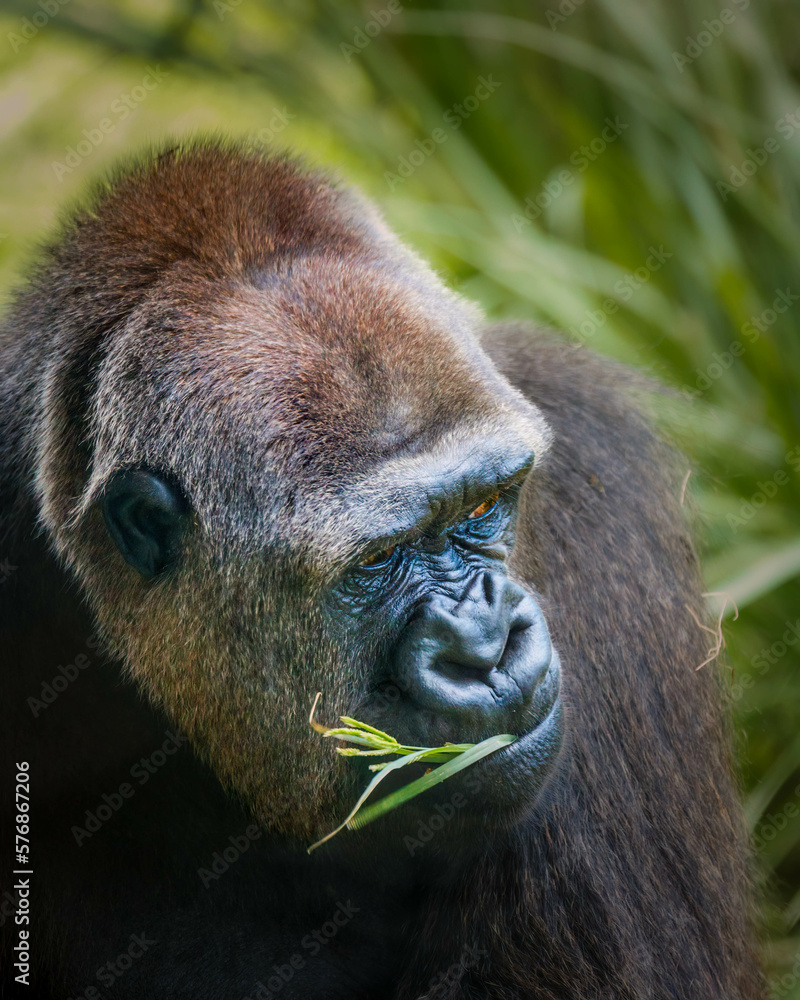 Silver Back Gorilla of the wild