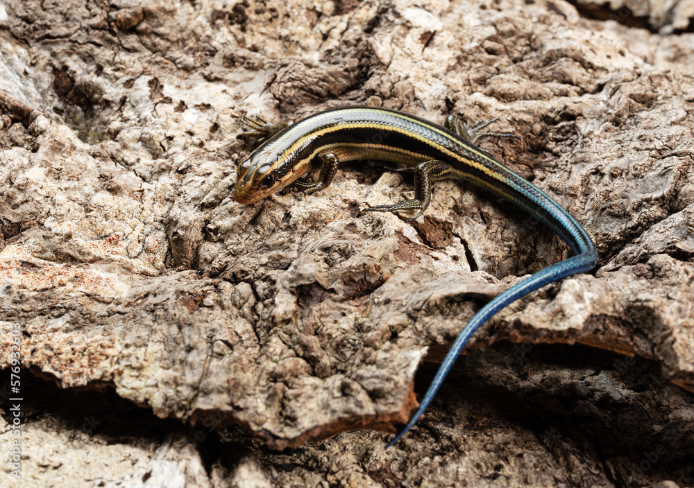 Japanese five-lined skink in the bark of a tree.