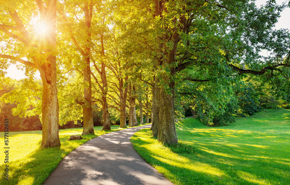 Beautiful background of the path in public park with old oak trees.